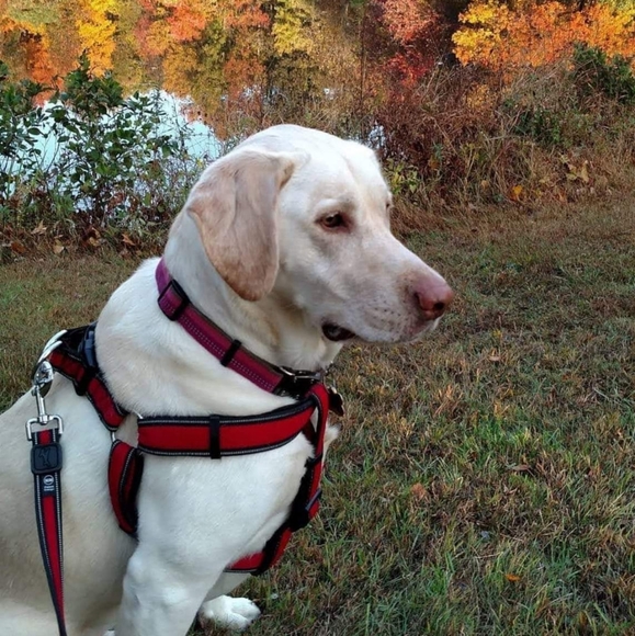 Thursday 11/16 Posh Show! Everything Runs! XXS - 1X.  Tops/Jeans/Skirts/Bags - Picture 1 of 1